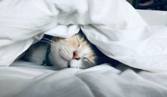 Stimmungsbild