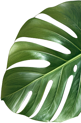 leaf